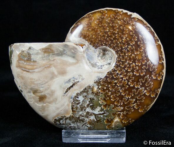Inch Ammonite - Polished One Side - Iridescent Other #3030